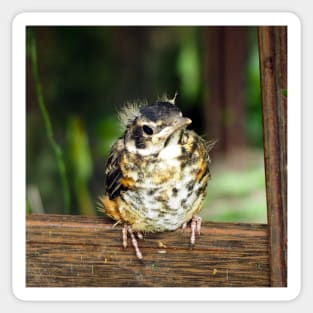 Young American Robin Perching Sticker